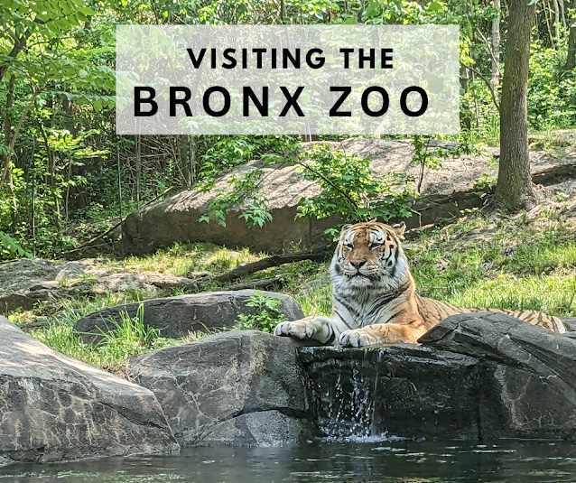 Bronx ZOO